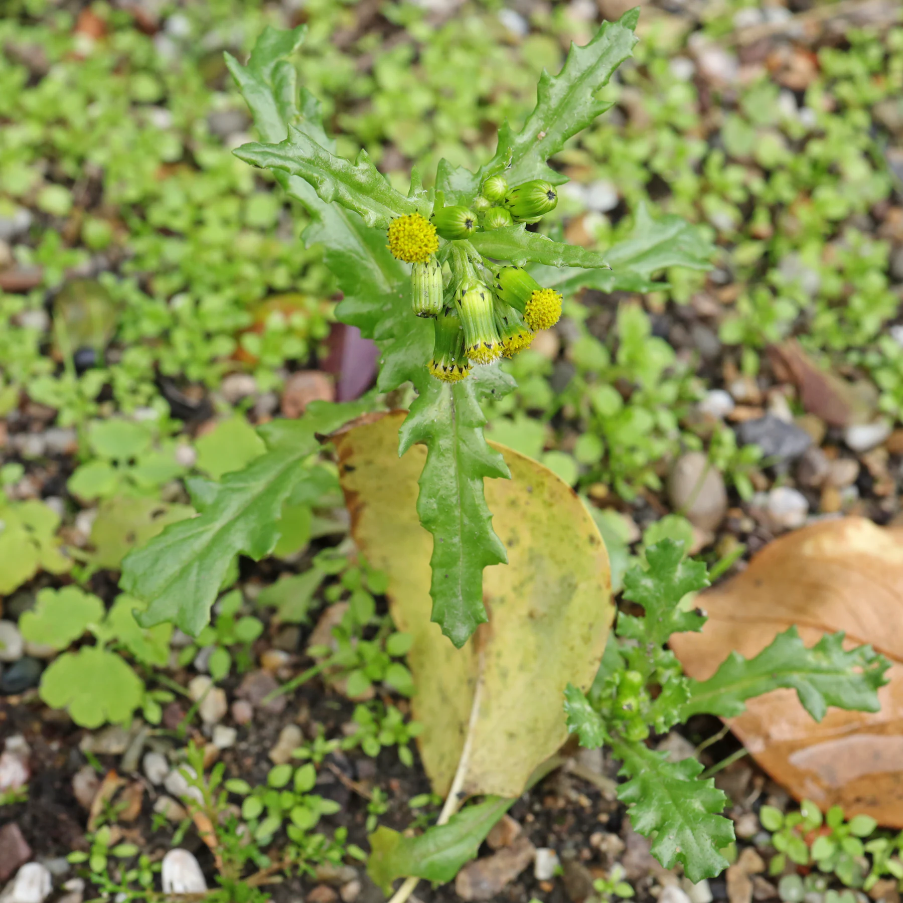 Korsört Senecio vulgaris