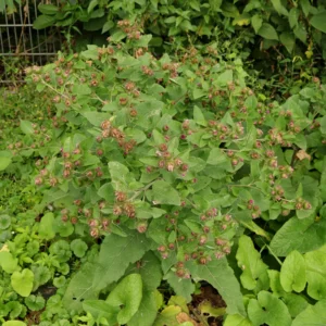Lundkardborre Arctium nemorosum