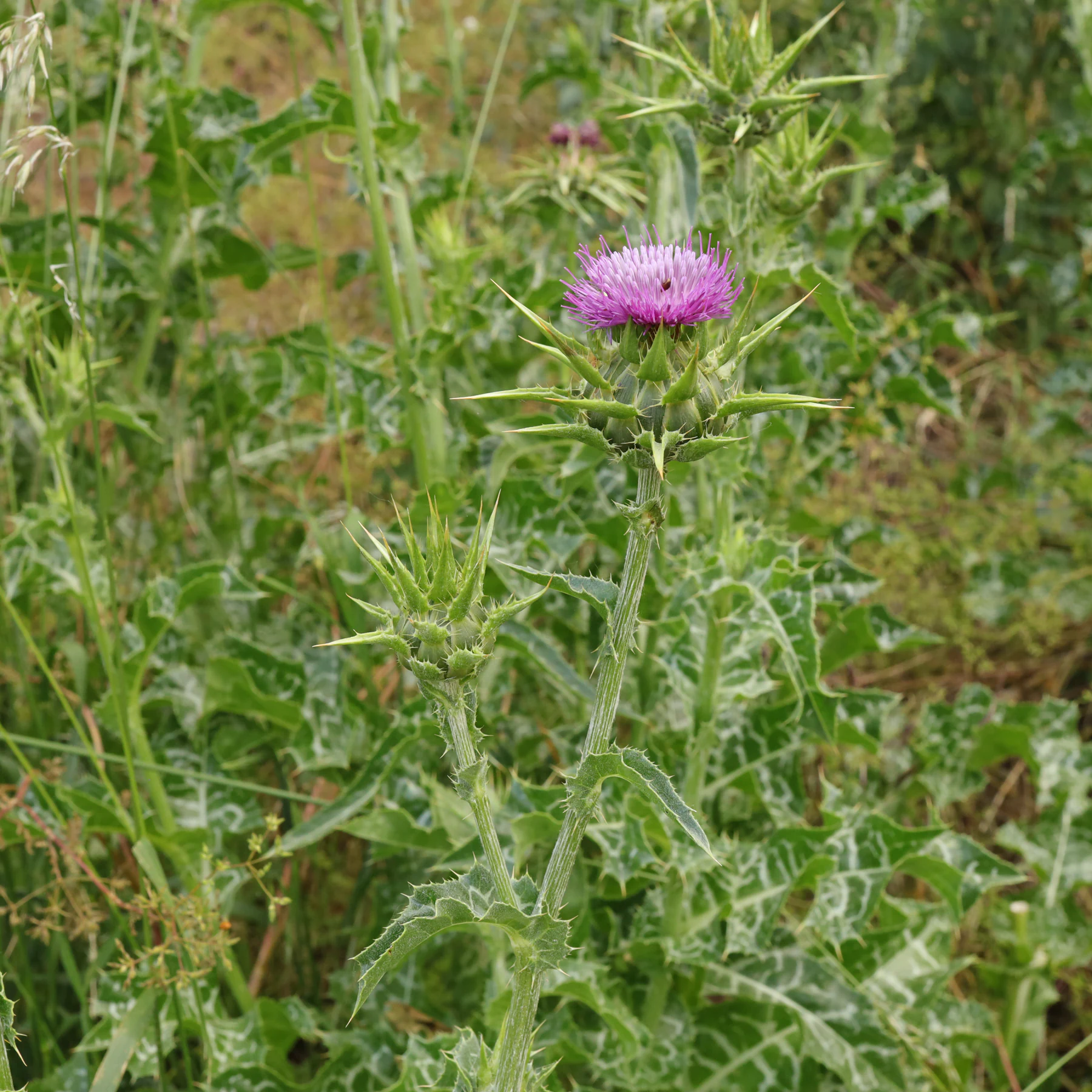 Mariatistel Silybum marianum