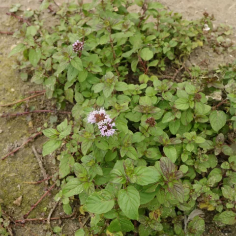 Mentha aquatica