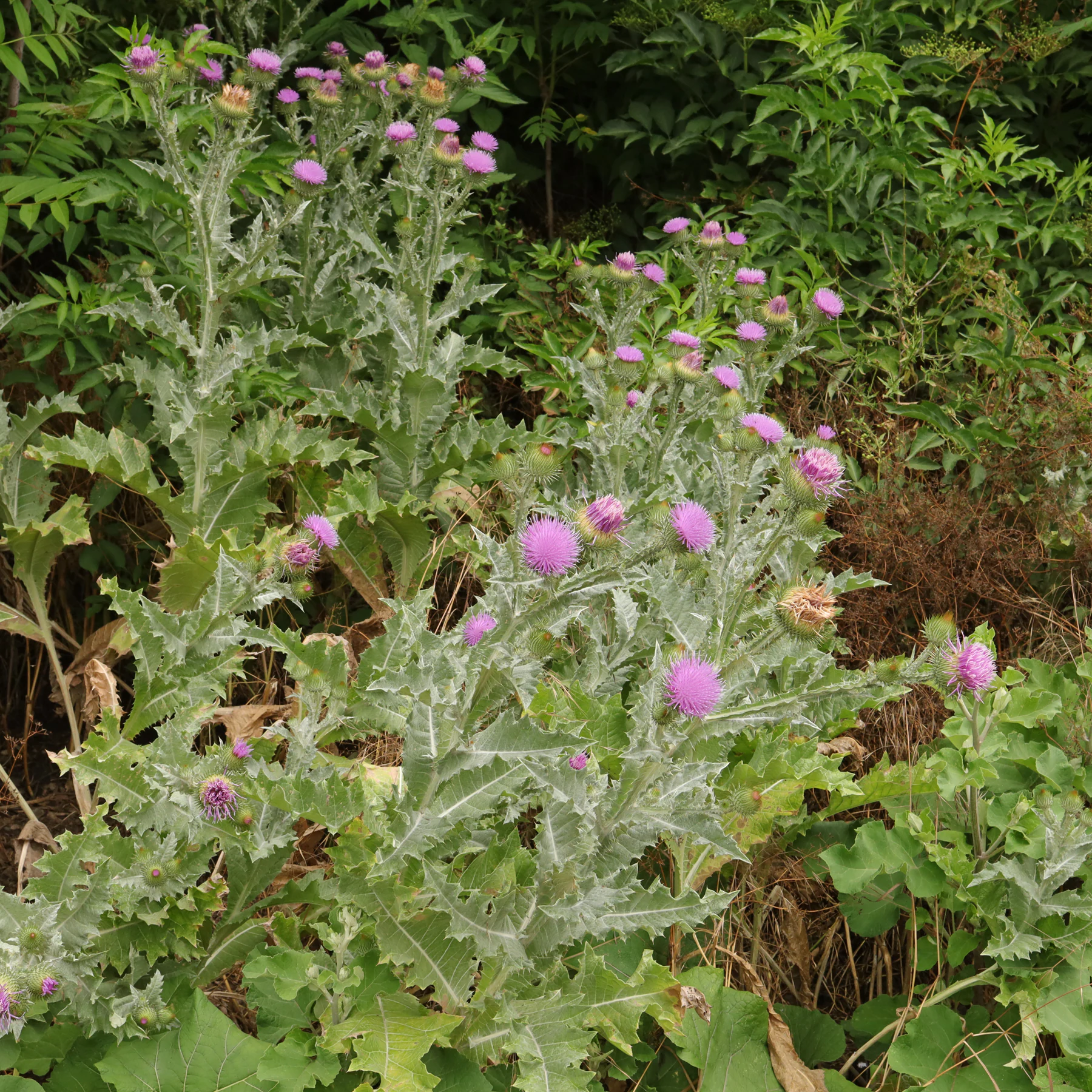 Onopordum acanthium Ulltistel