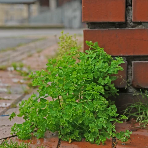 Rävtörel Euphorbia peplus