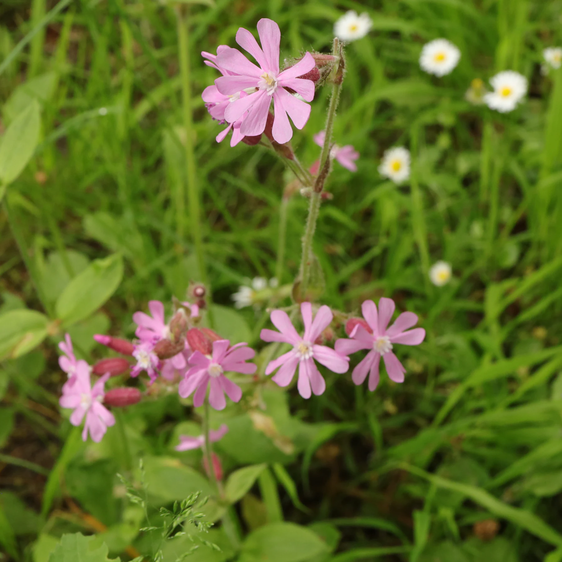 Rödblära Silene dioica