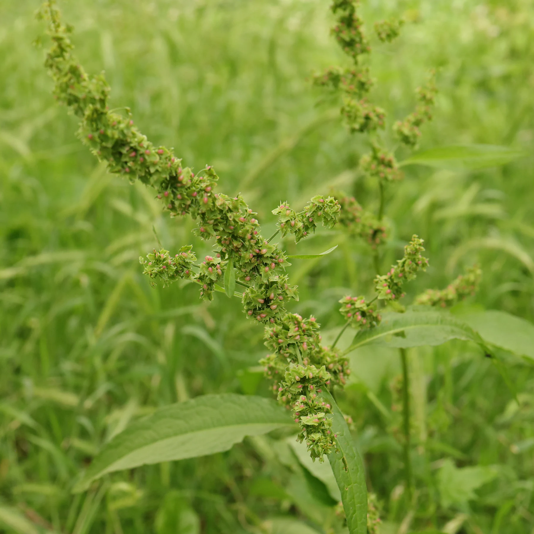 Rumex obtusifolius Tomtskrappa