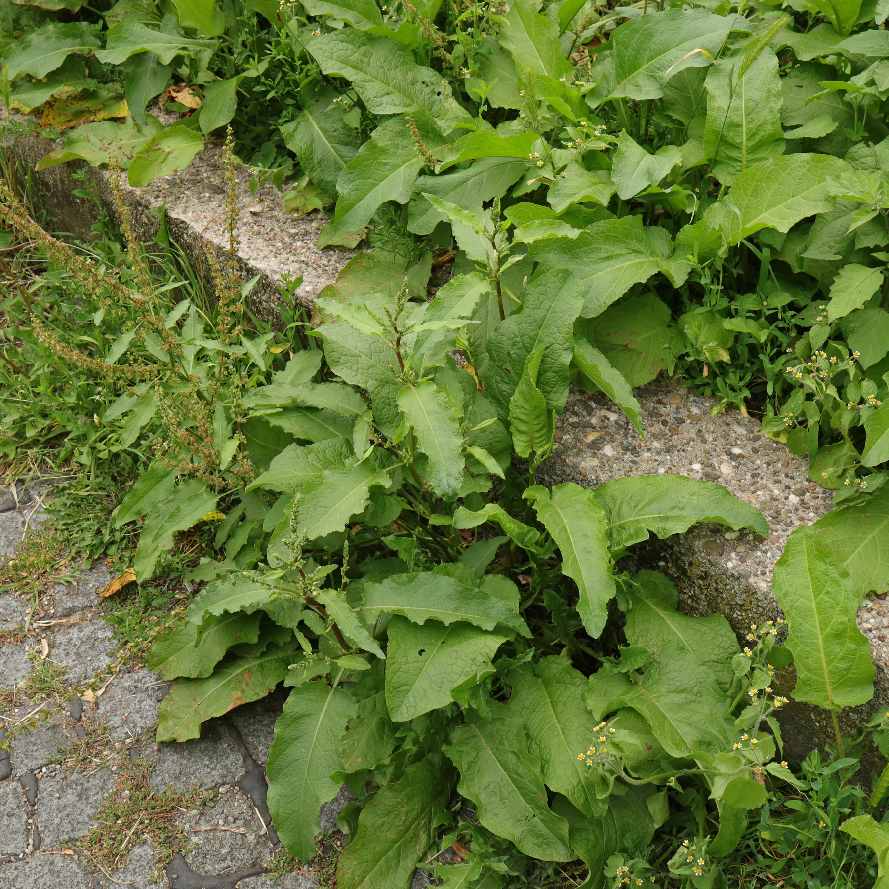 Rumex obtusifolius
