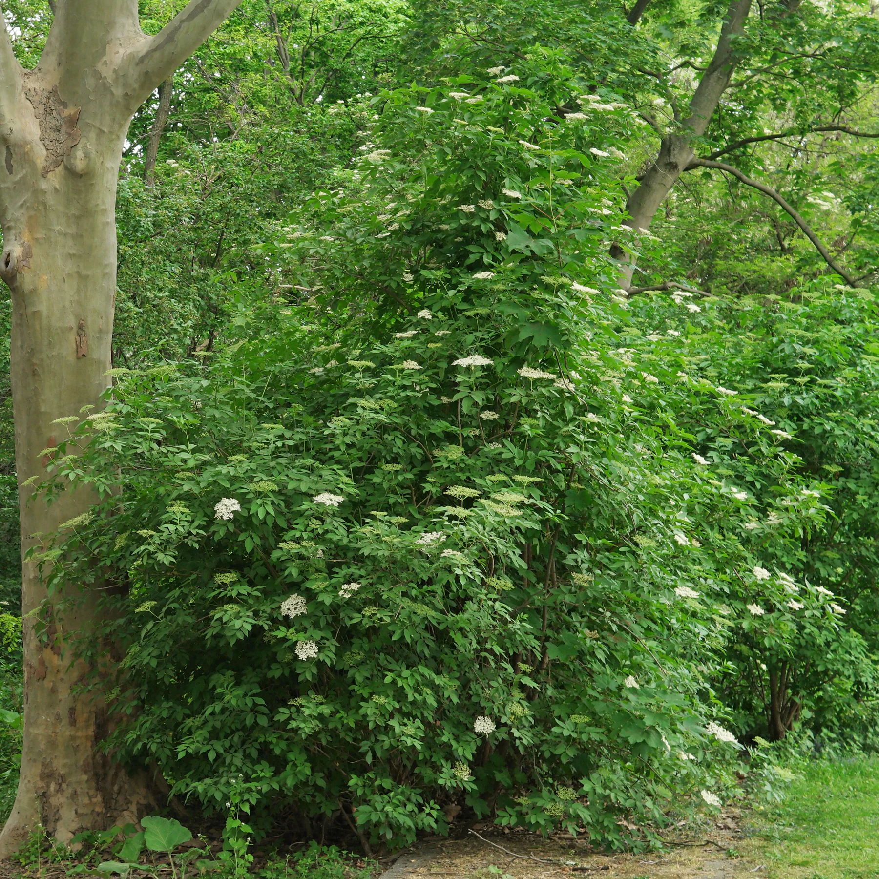 Sambucus nigra