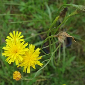 Scorzoneroides autumnalis Höstfibbla