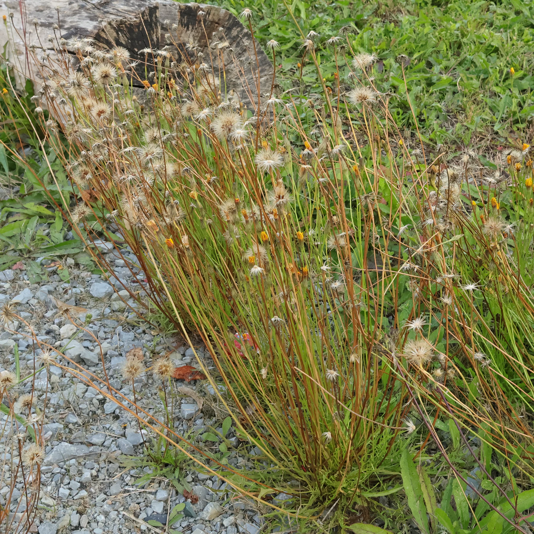 Scorzoneroides autumnalis