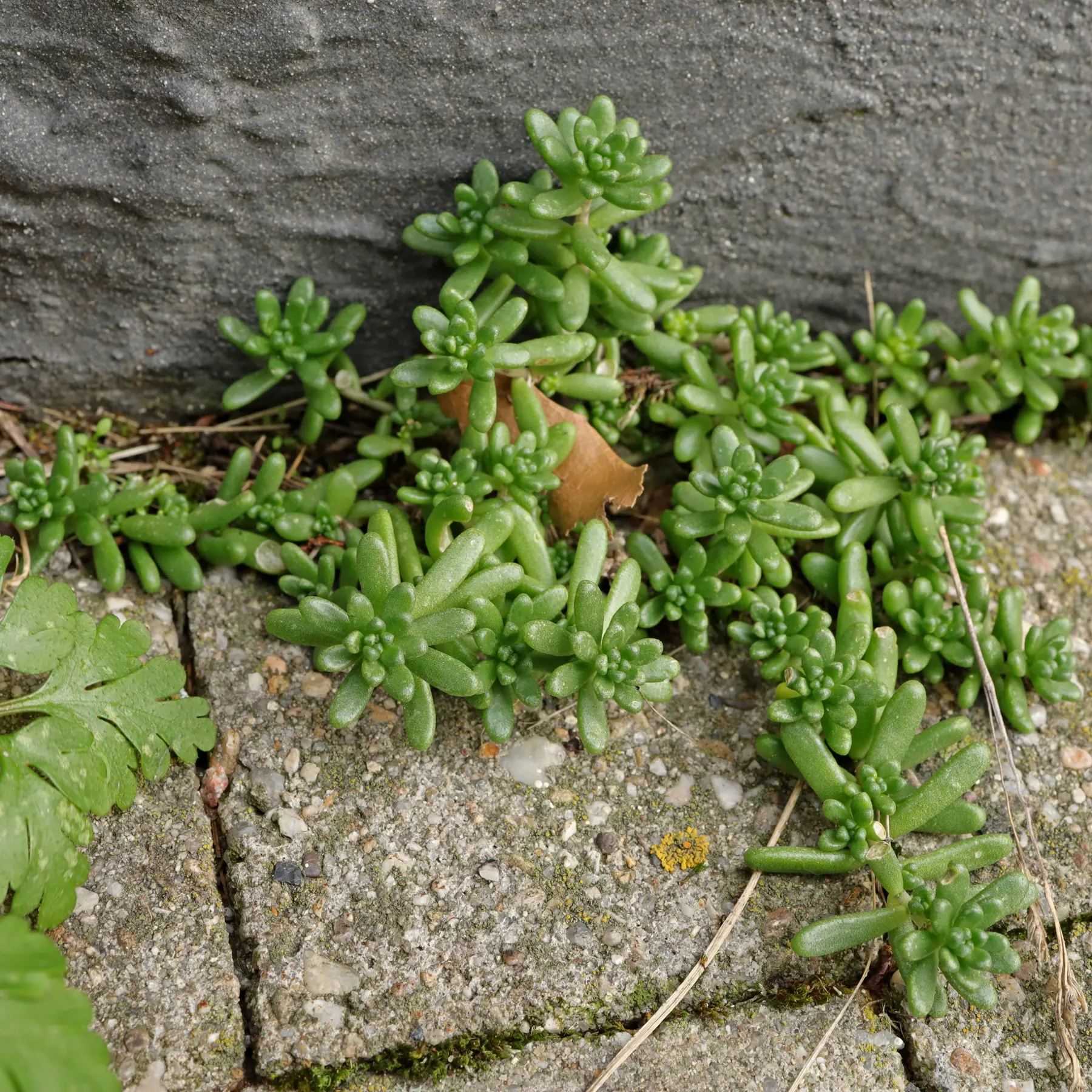 Sedum album Athoum