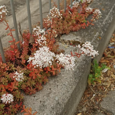 Sedum album Vit fetknopp