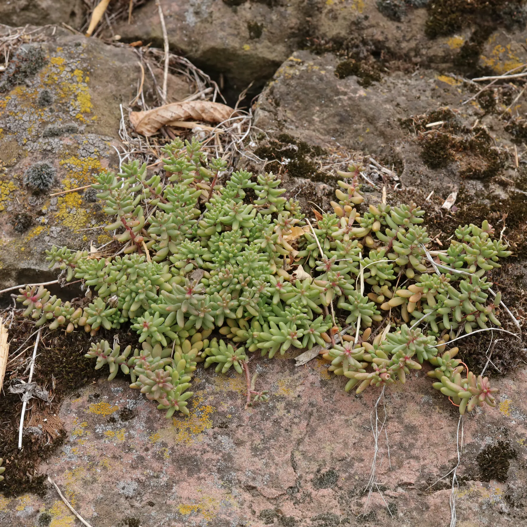 Sedum album