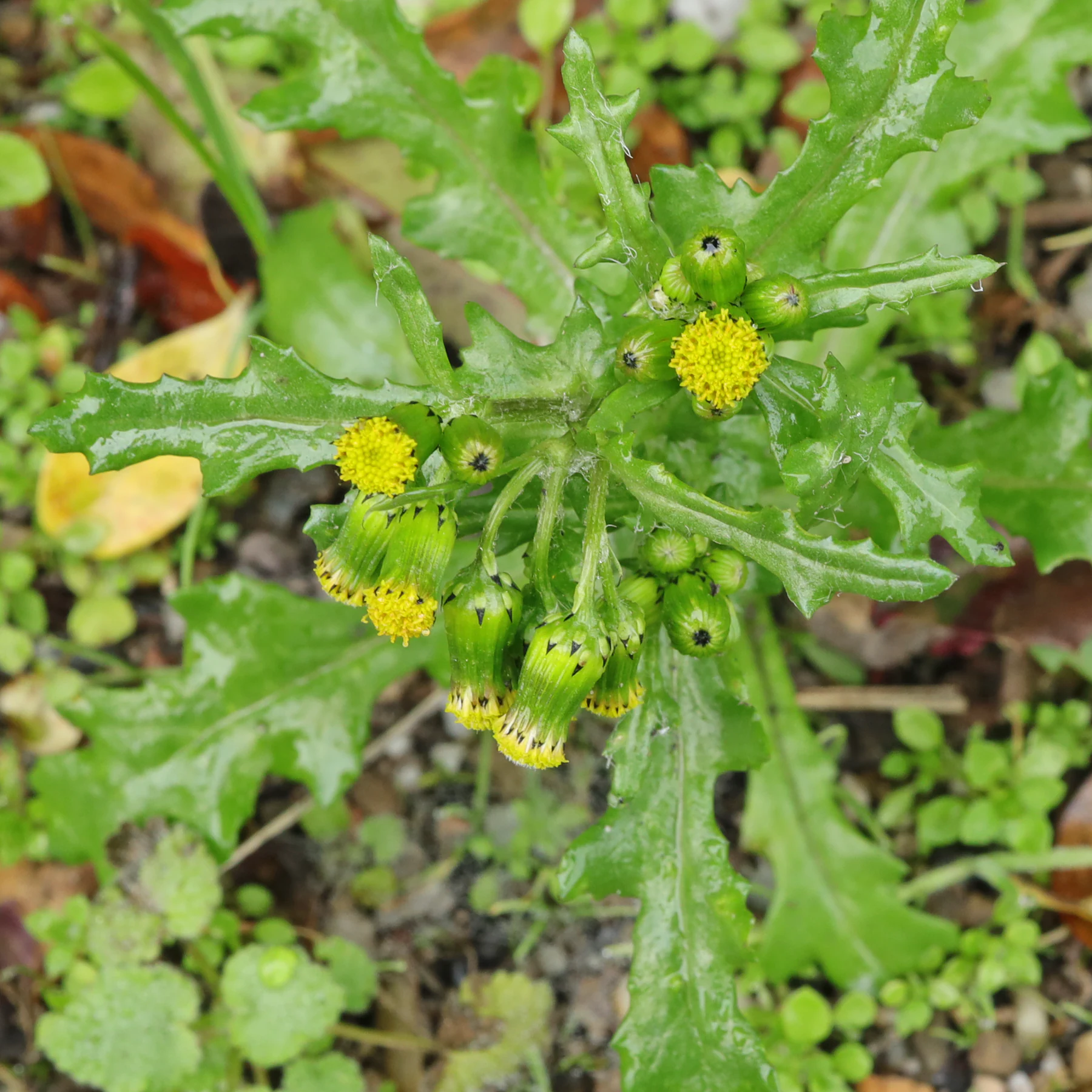 Senecio vulgaris
