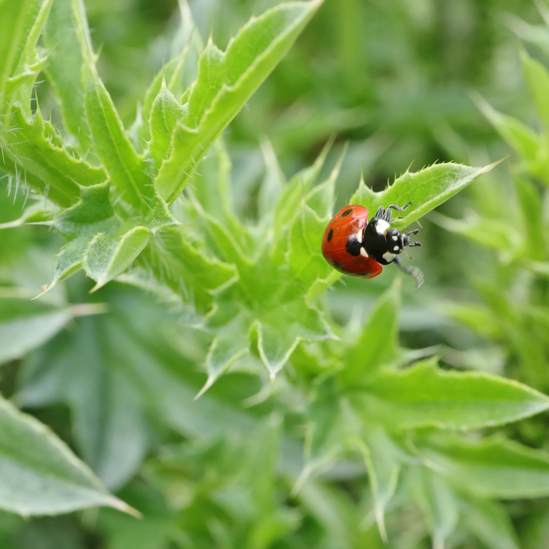 Sjuprickig nyckelpiga Coccinella septempunctata pa vagtistel Cirsium vulgare