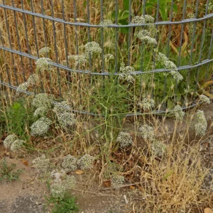 Skärblad Falcaria vulgaris