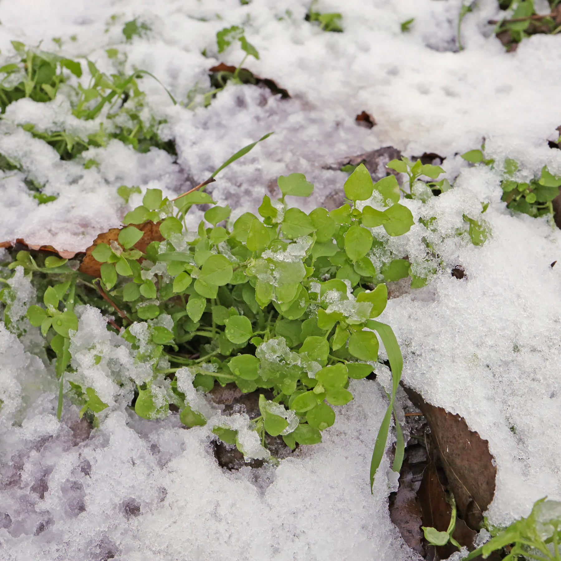 Stellaria media i snön