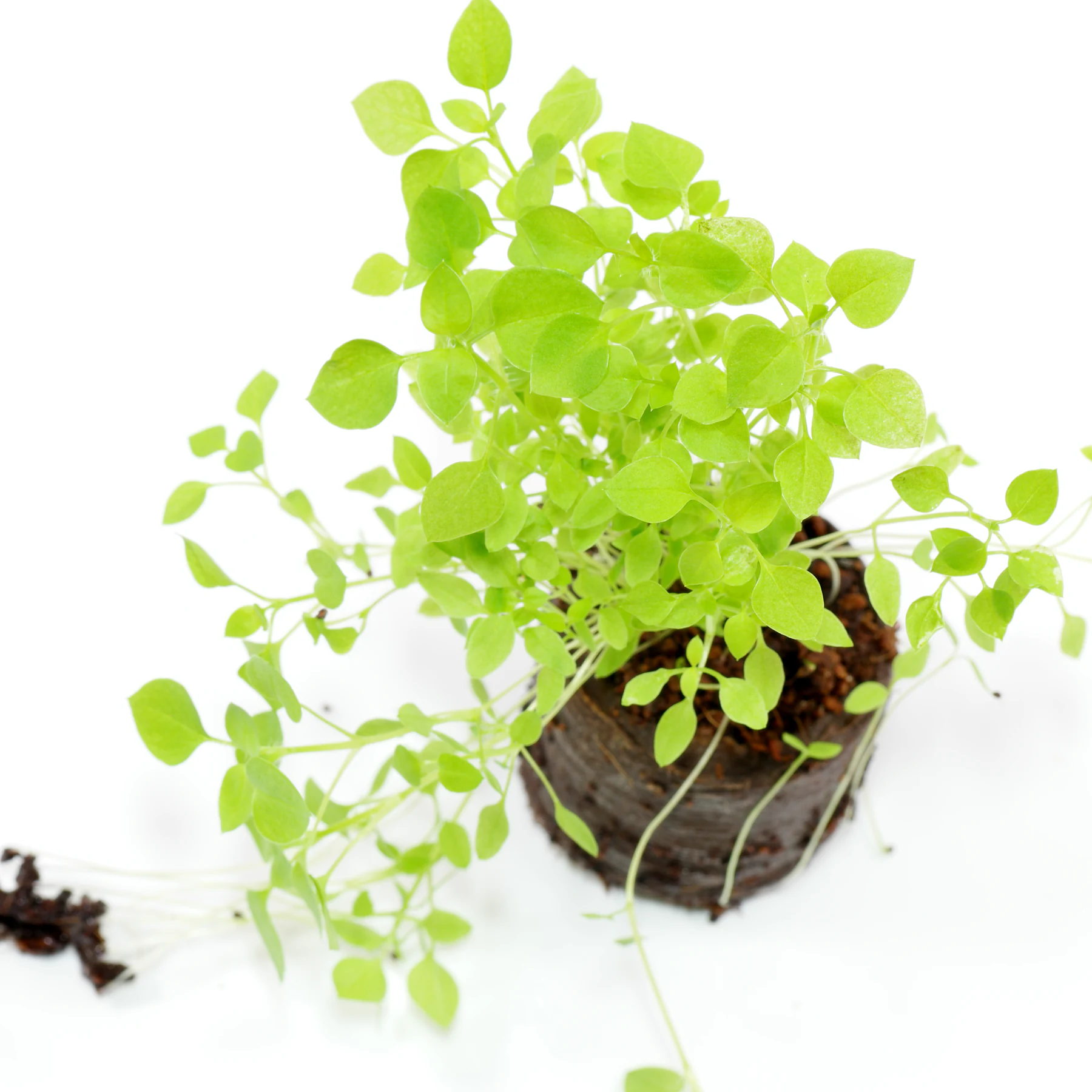 Stellaria media unga plantor