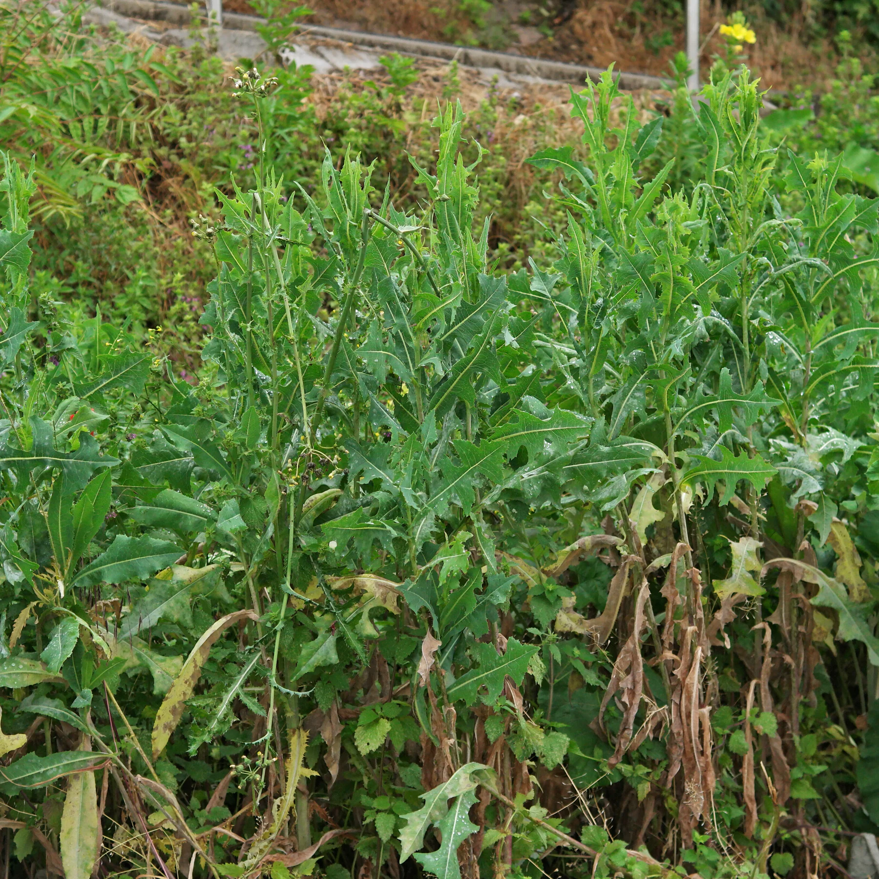 Taggsallat Lactuca serriola