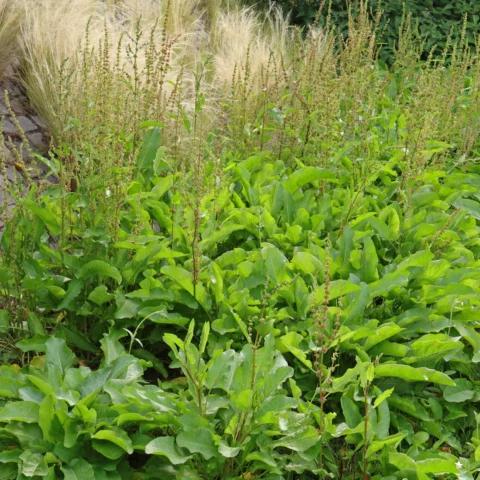 Tomtskräppa Rumex obtusifolius