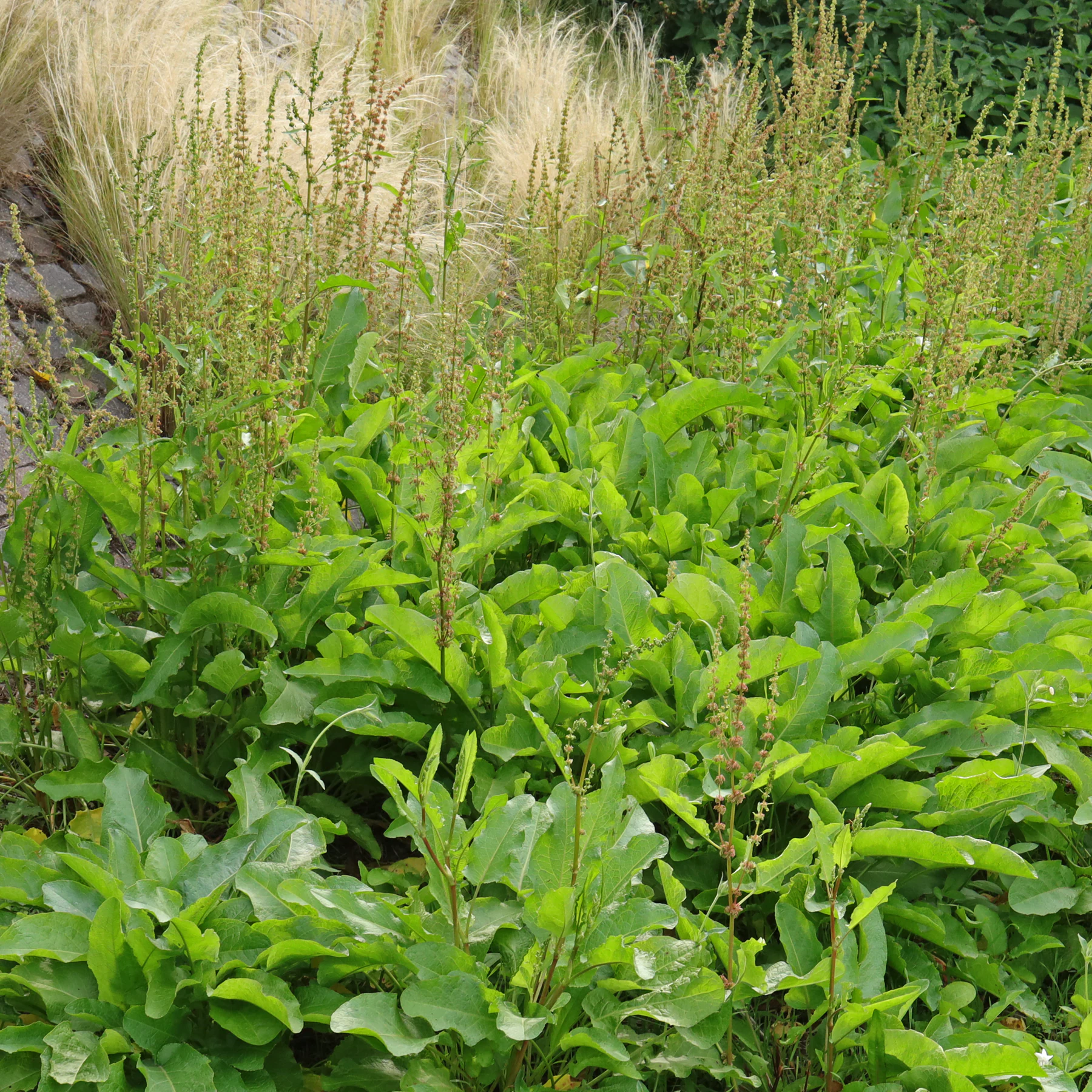 Tomtskräppa Rumex obtusifolius