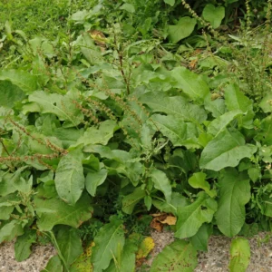 Tomtskräppa Rumex obtusifolius