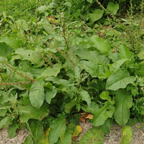 Tomtskräppa Rumex obtusifolius