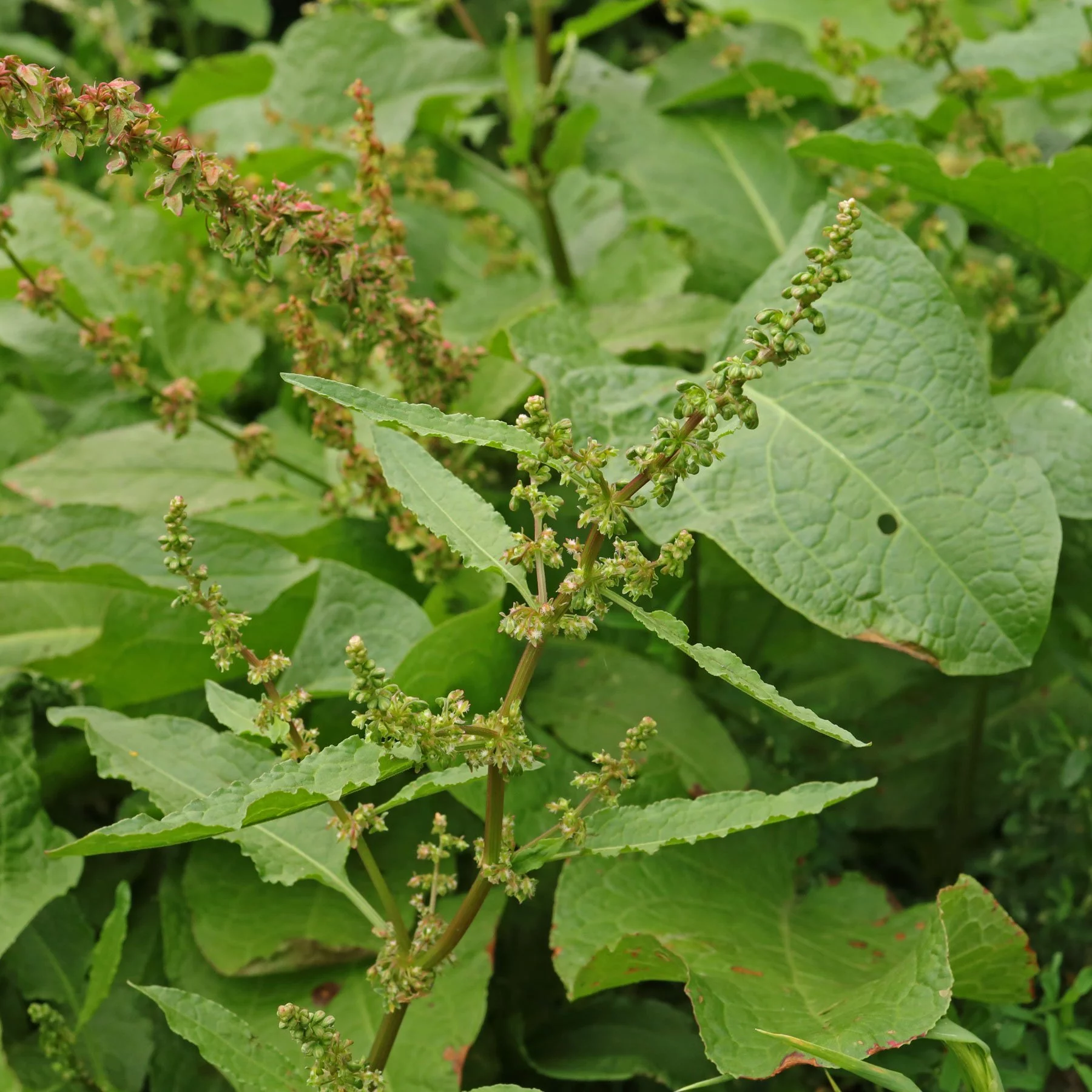 Tomtskräppa blommor