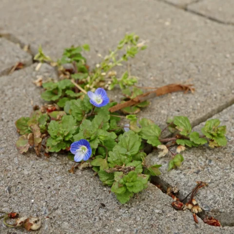 Trädgårdsveronika Veronica persica