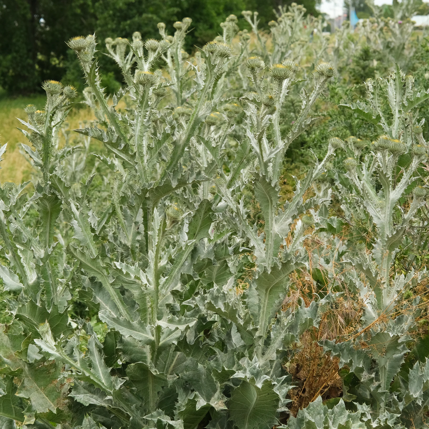 Ulltistel Onopordum acanthium
