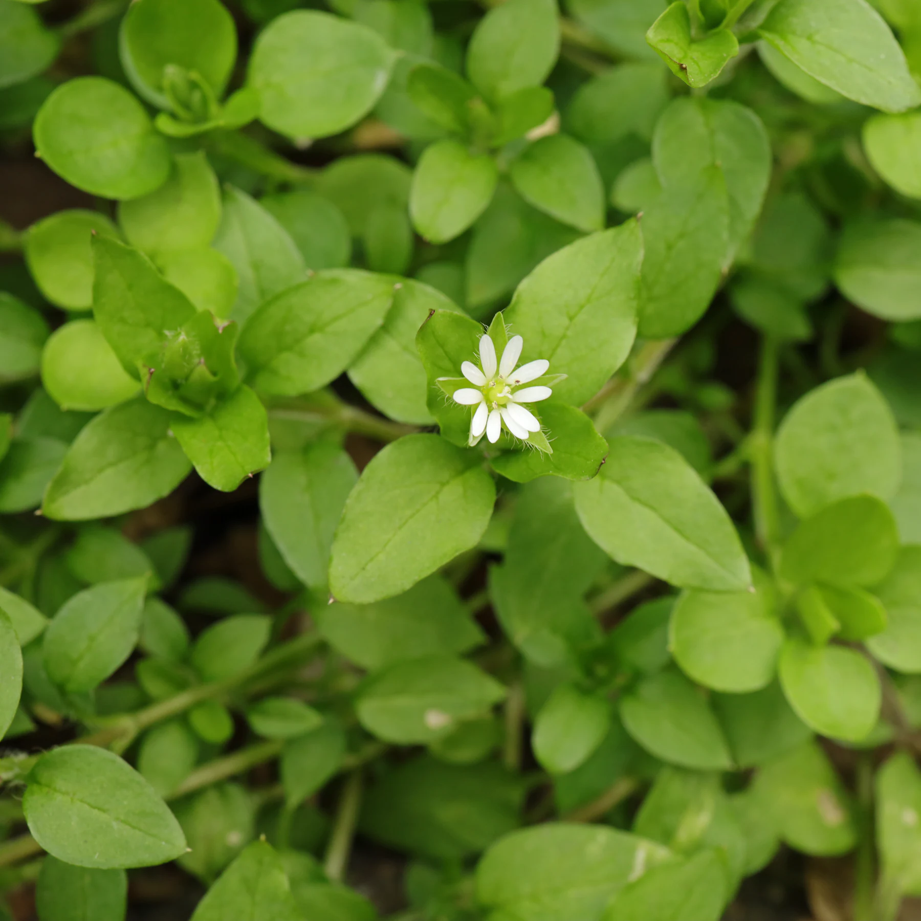 Våtarv Stellaria media