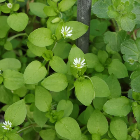 Våtarv blommor