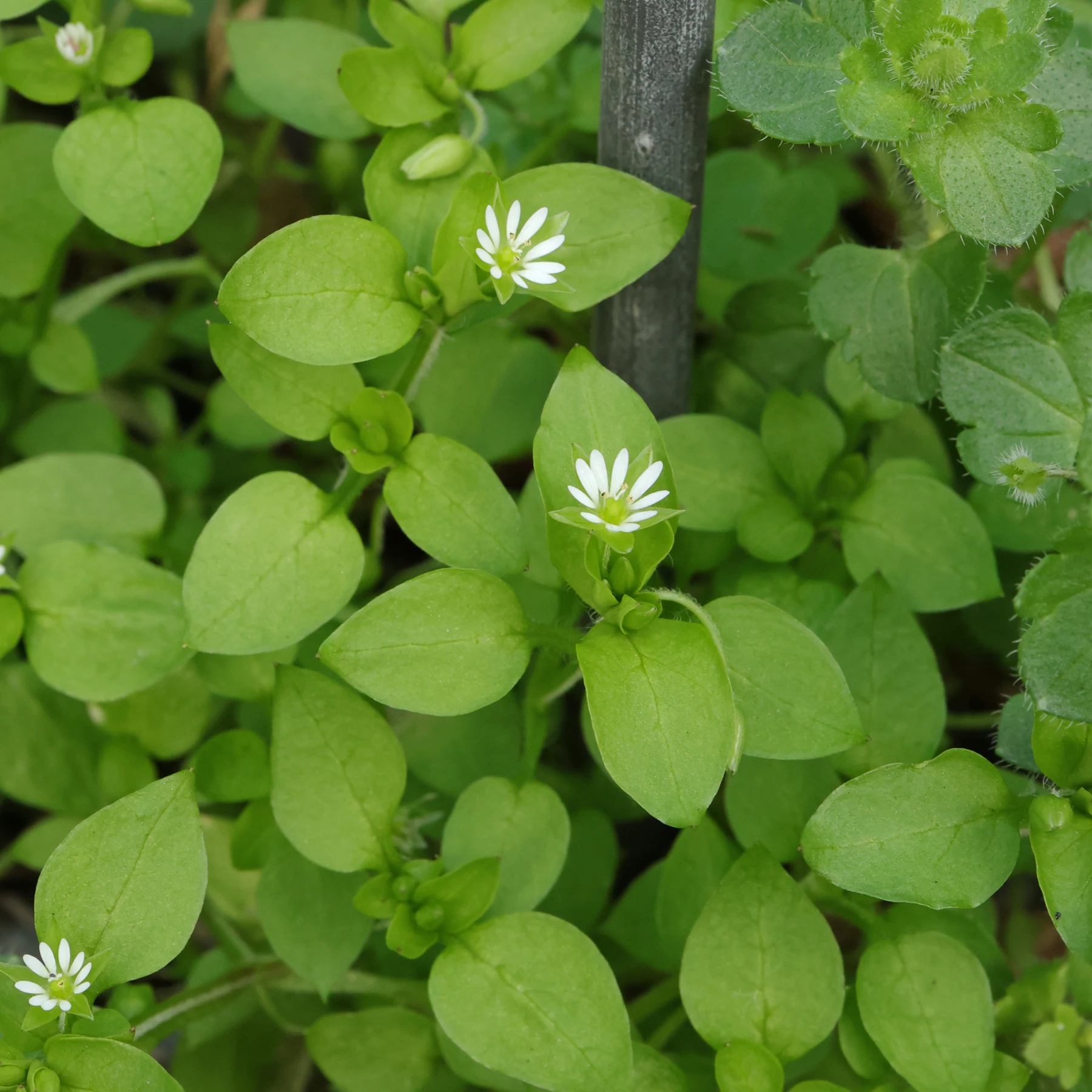 Våtarv blommor
