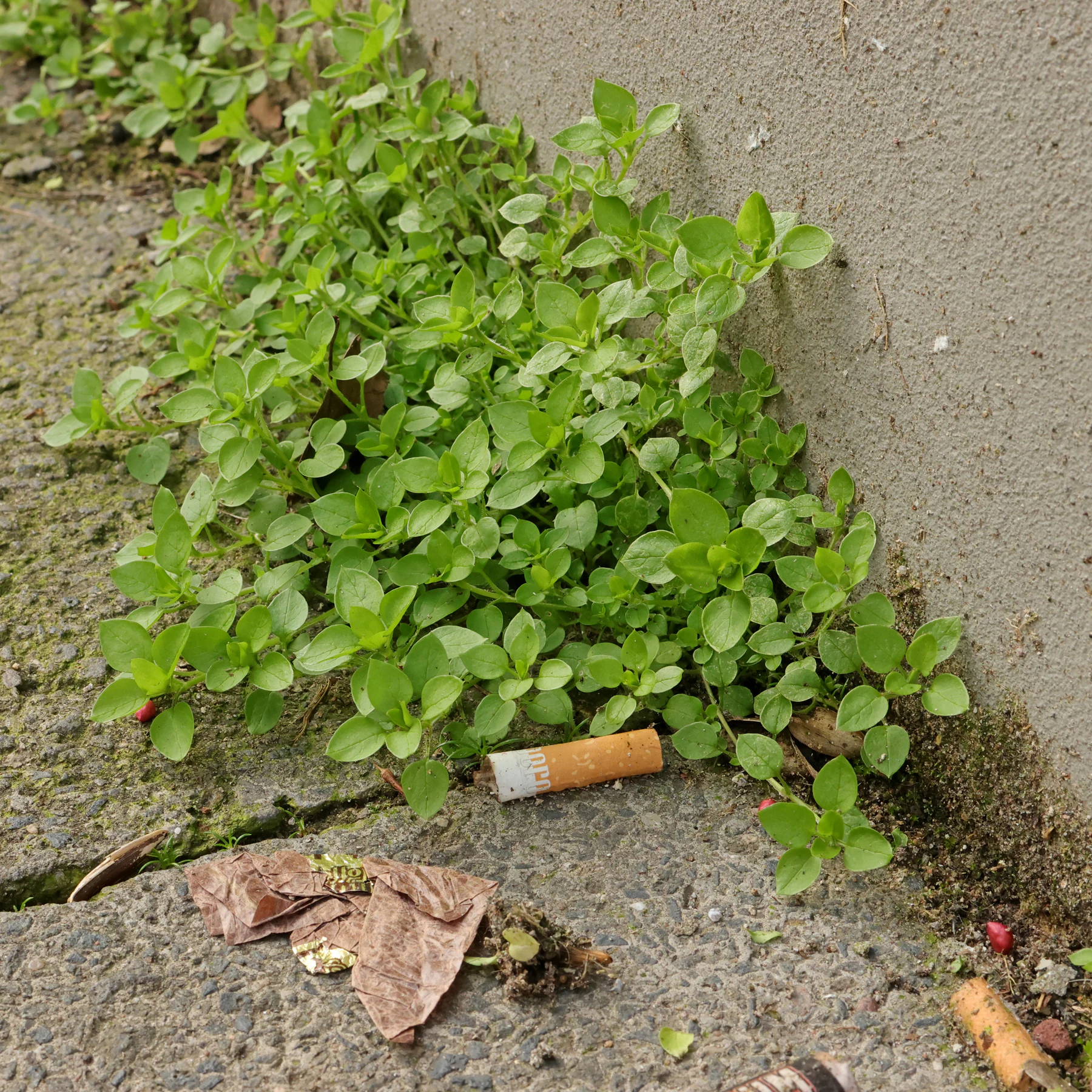 Våtarv vid vägkanten