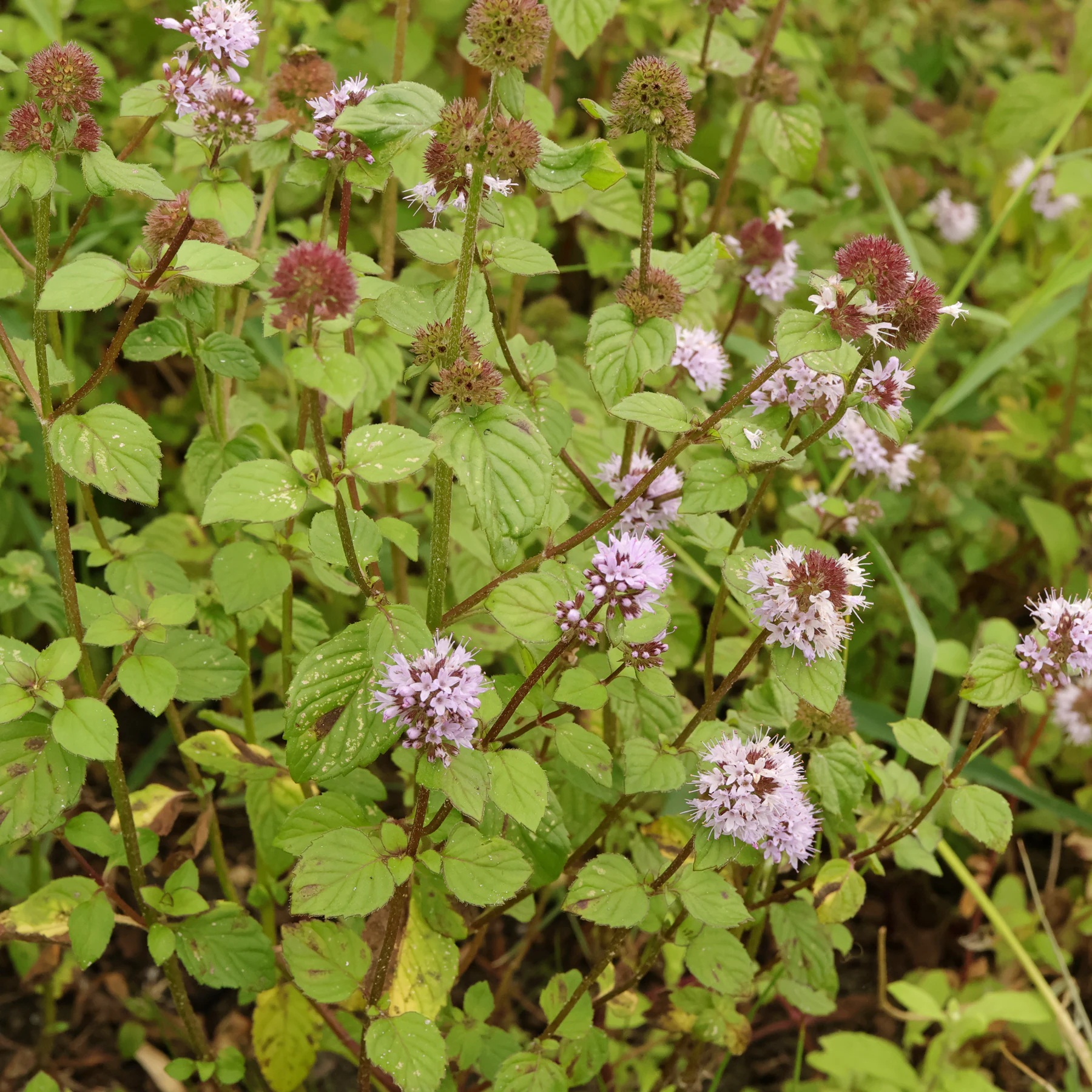 Vattenmynta Mentha aquatica