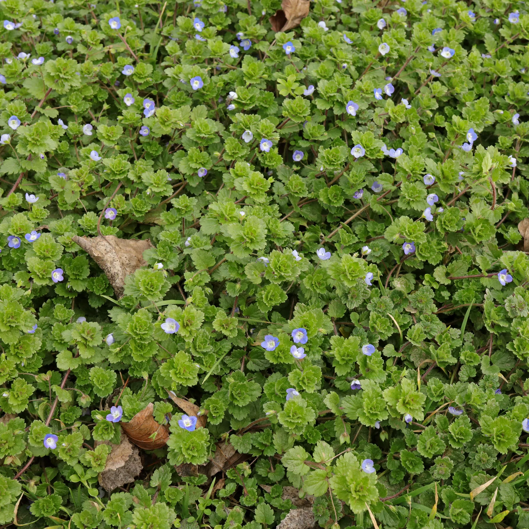 Veronica persica tradgardsveronika
