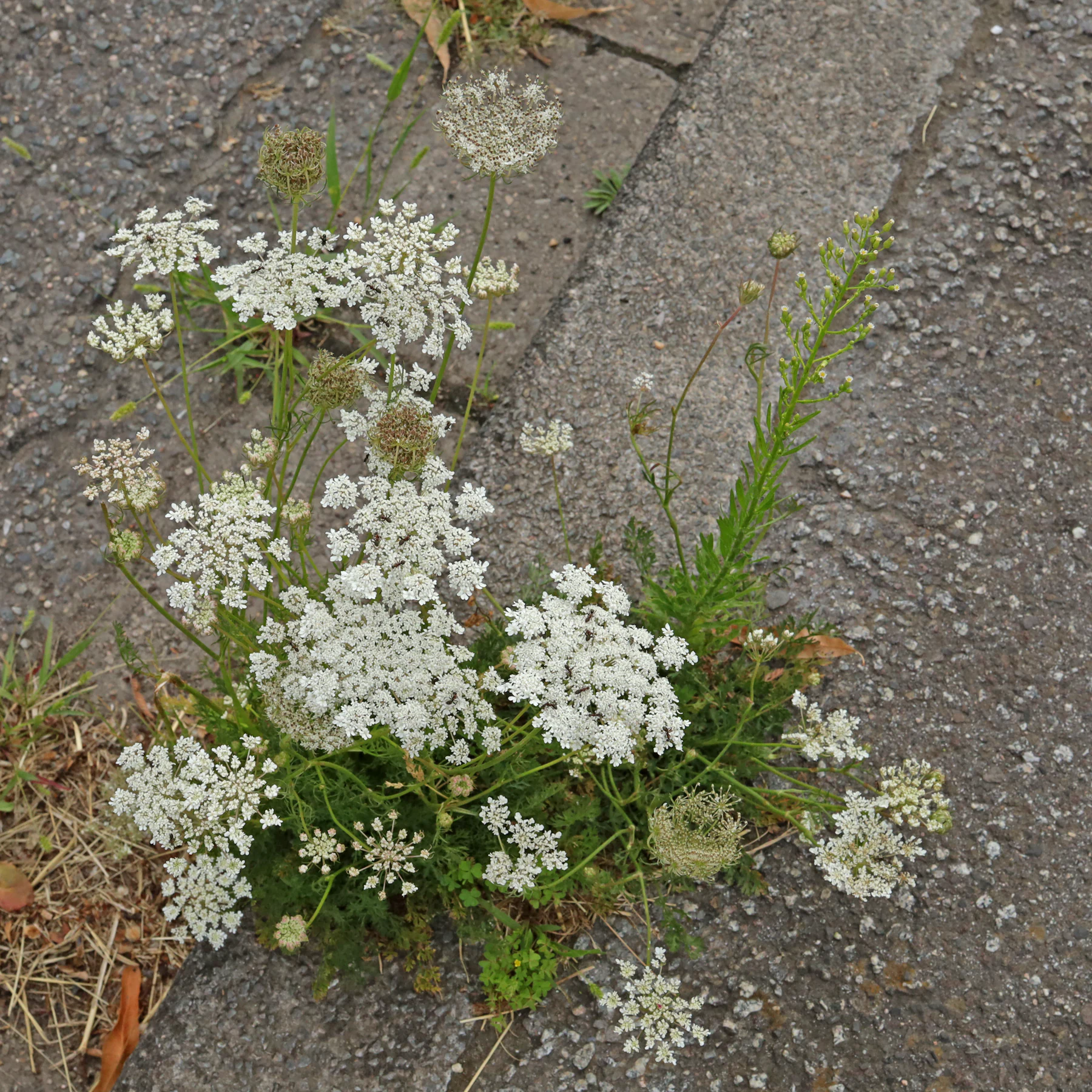 Vildmorot