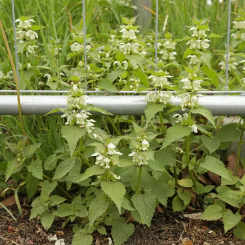 Vitplister Lamium album