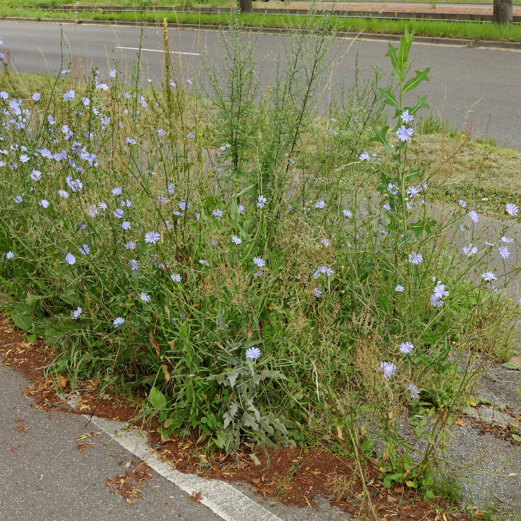 vägvårda Cichorium intybus