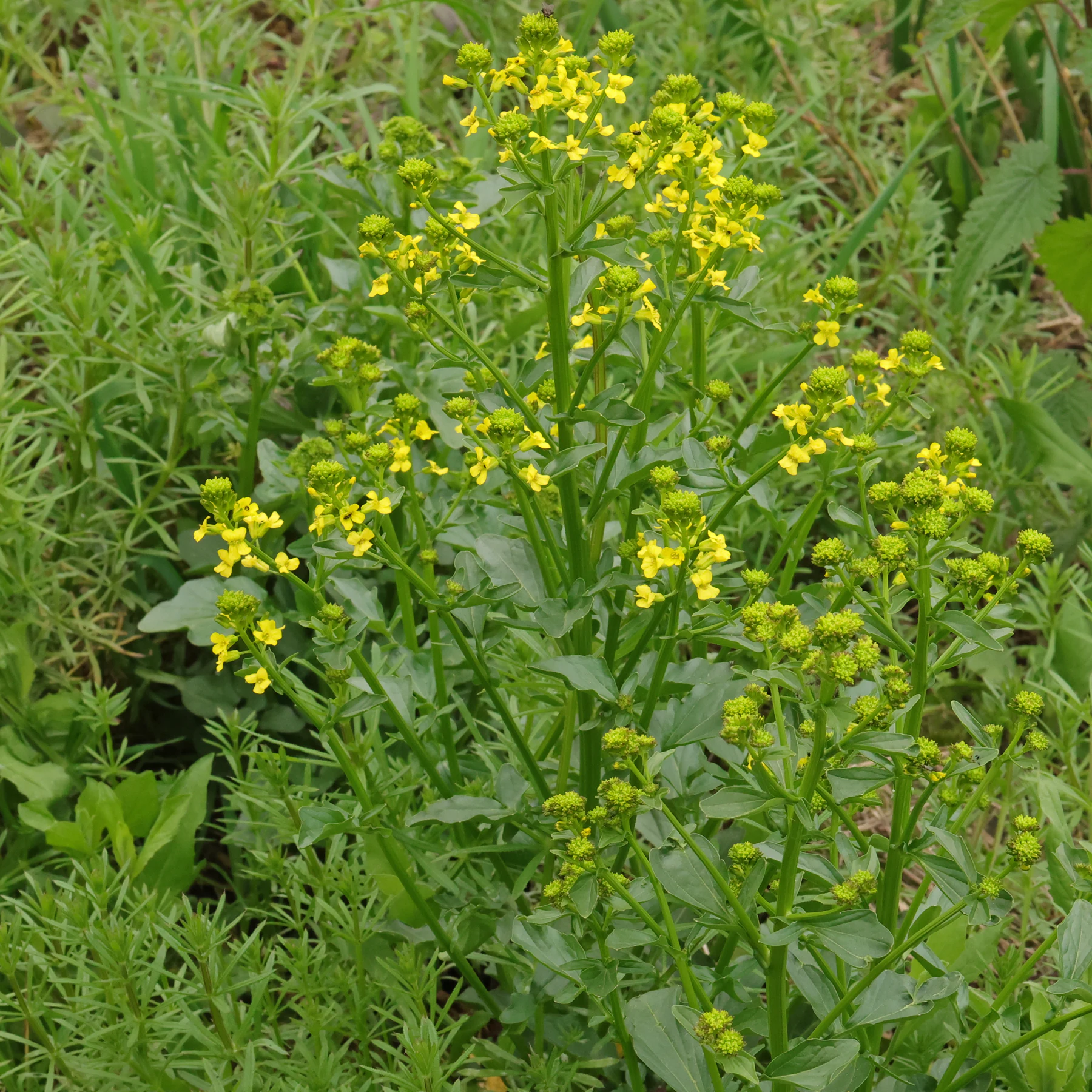 Barbarea vulgaris Galium aparine