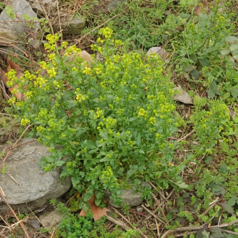 Barbarea vulgaris Sommargyllen