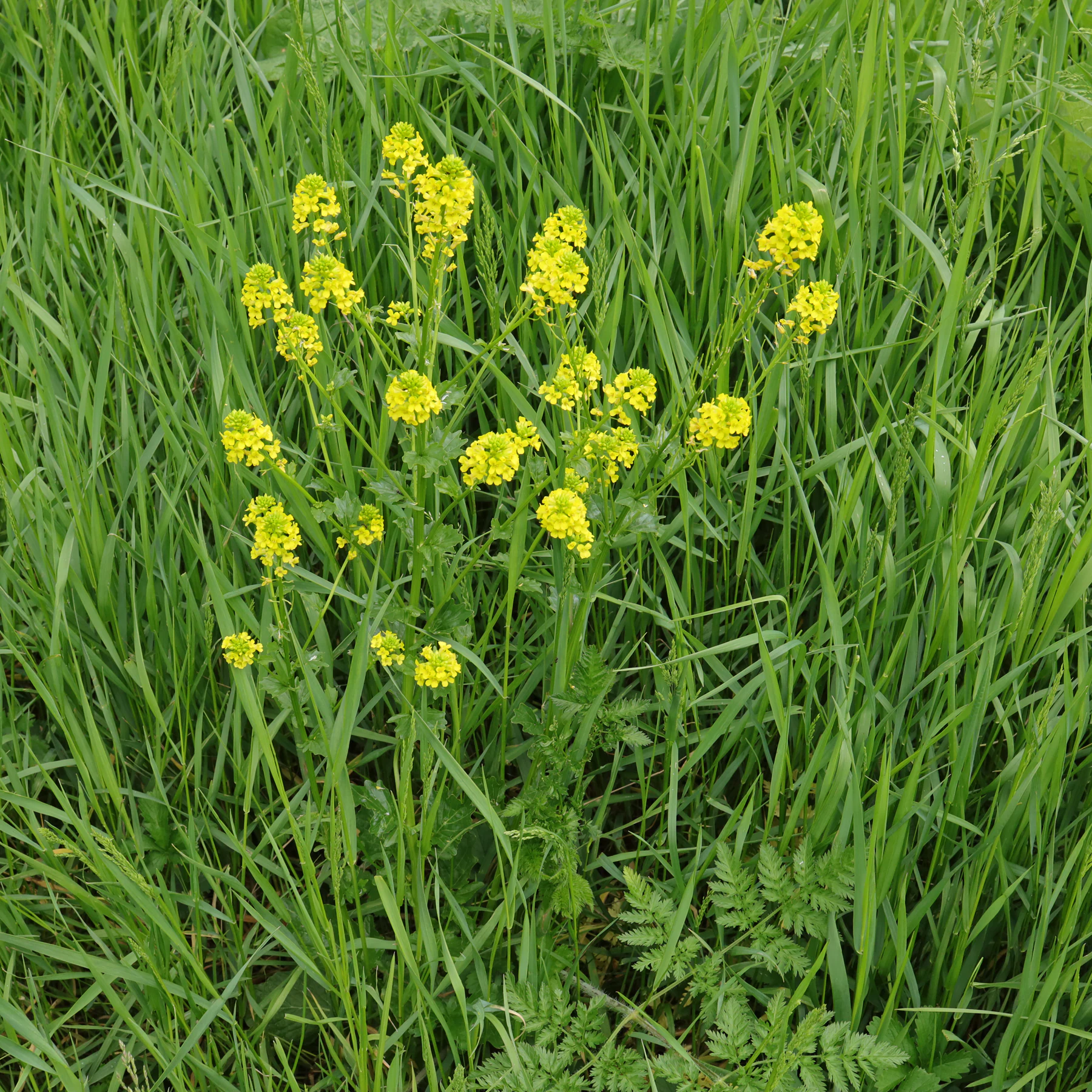 Barbarea vulgaris i en ang