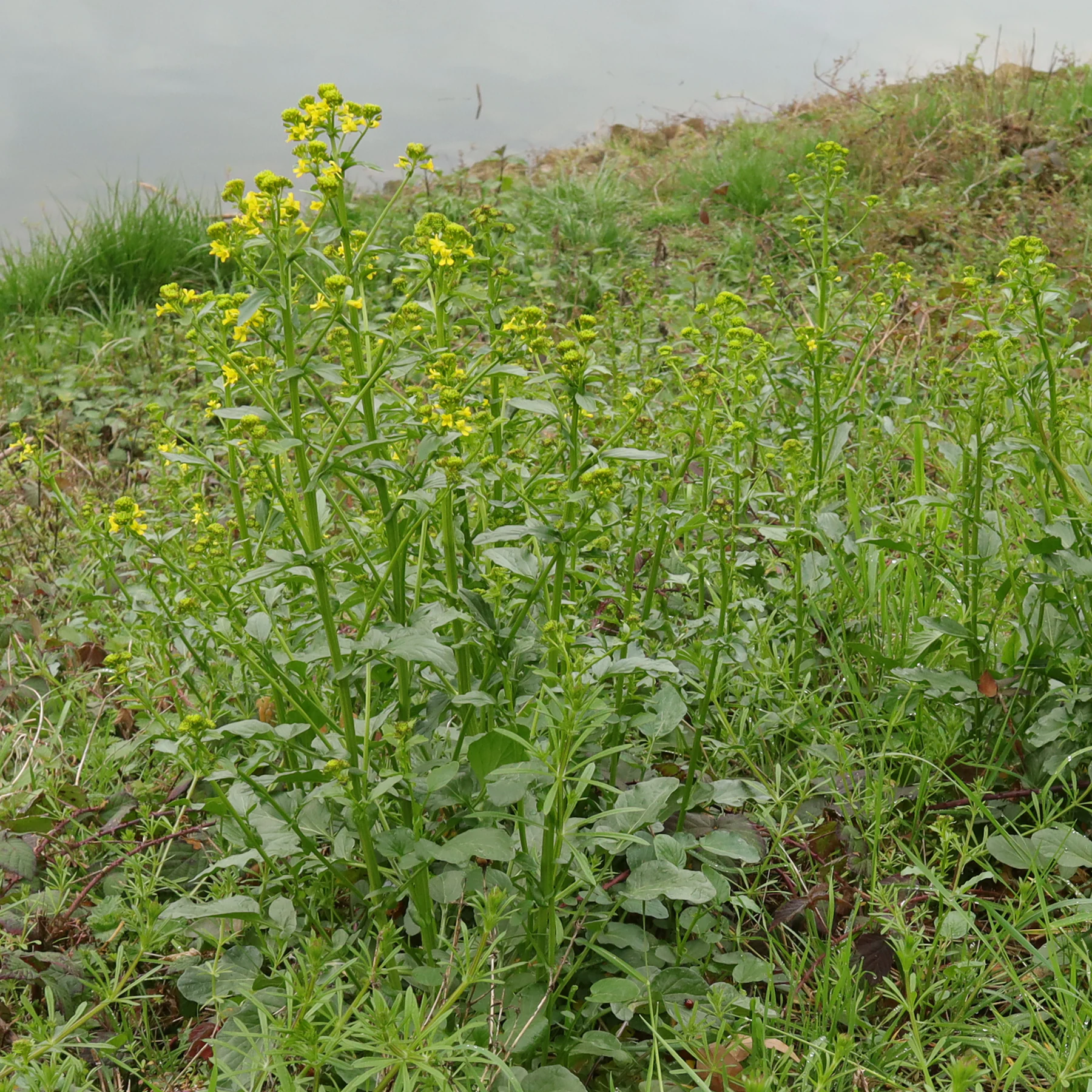 Barbarea vulgaris pa en bank