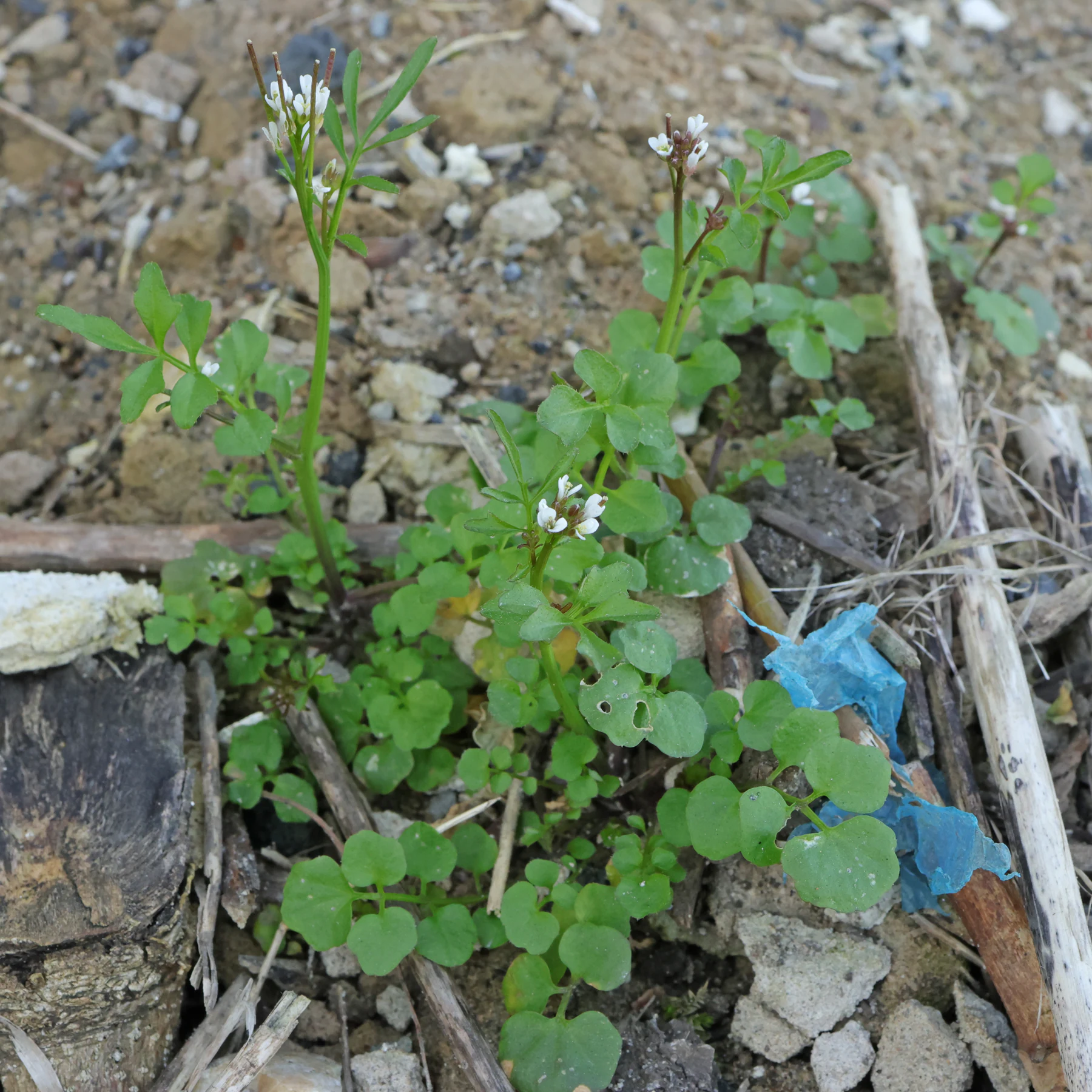 Bergbräsma Cardamine hirsuta
