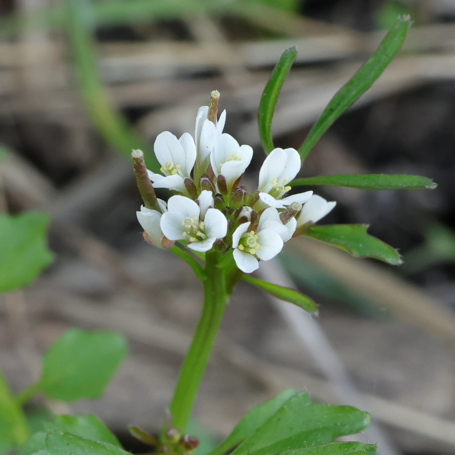 Bergbräsma blommor