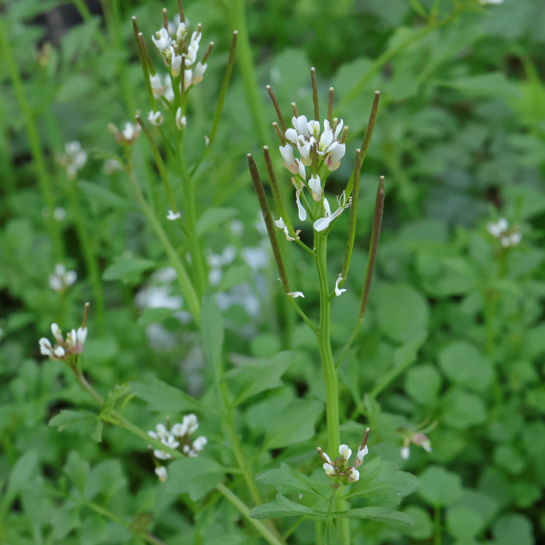 Bergbräsma