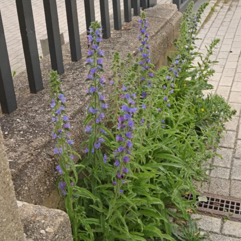 Blåeld Echium vulgare