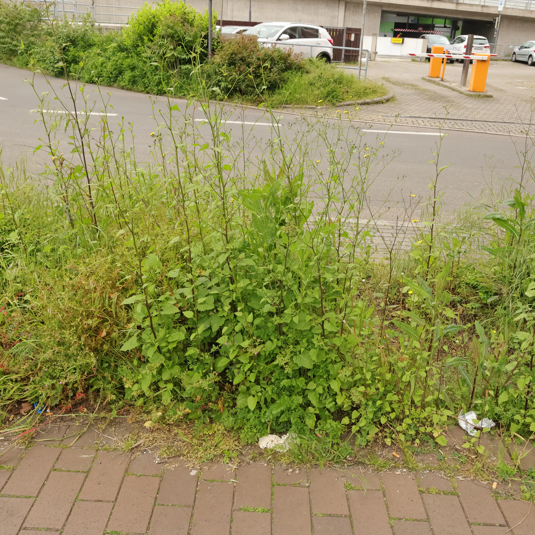 Blommande harkal vid vagkanten