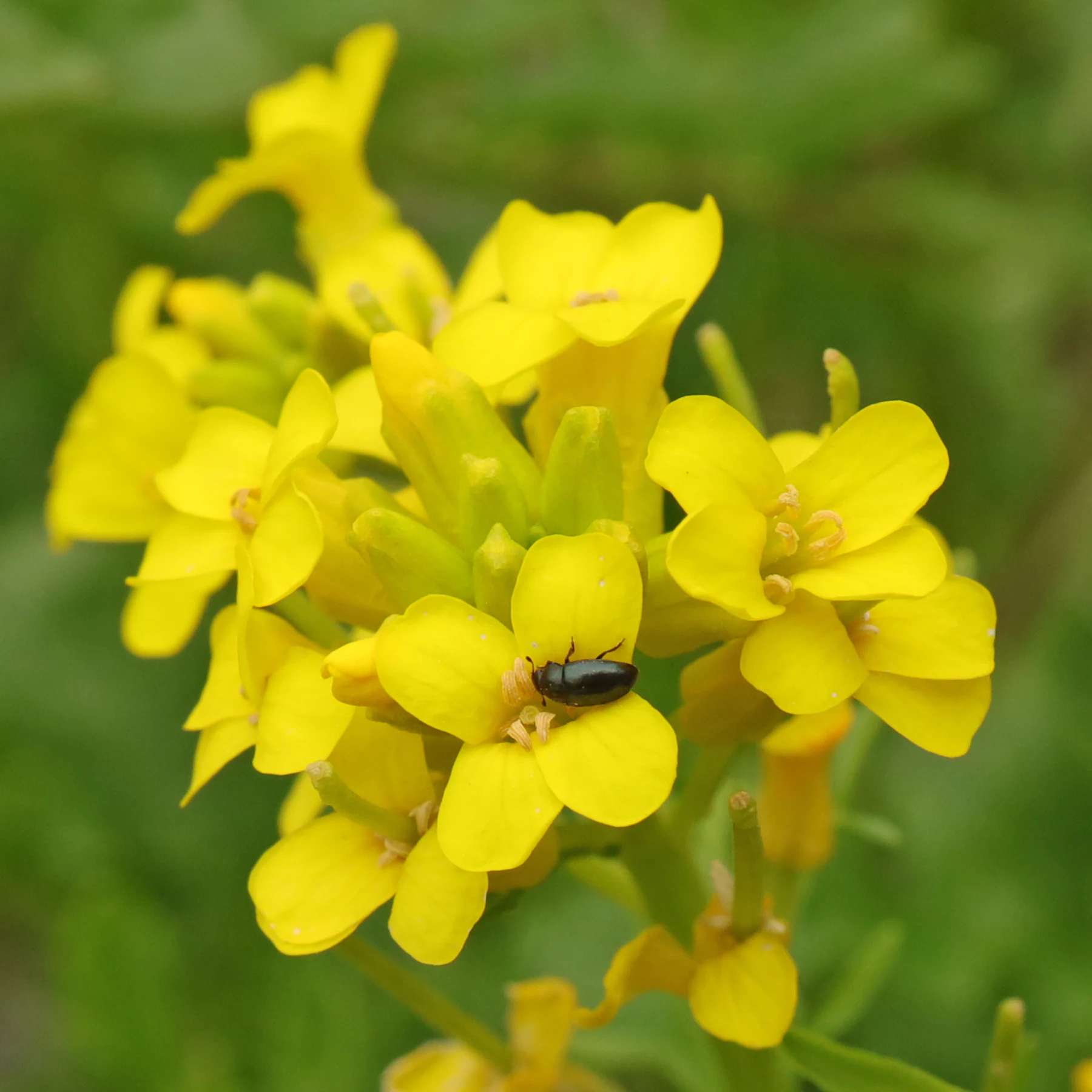 Brassicogethes aeneus Barbarea vulgaris