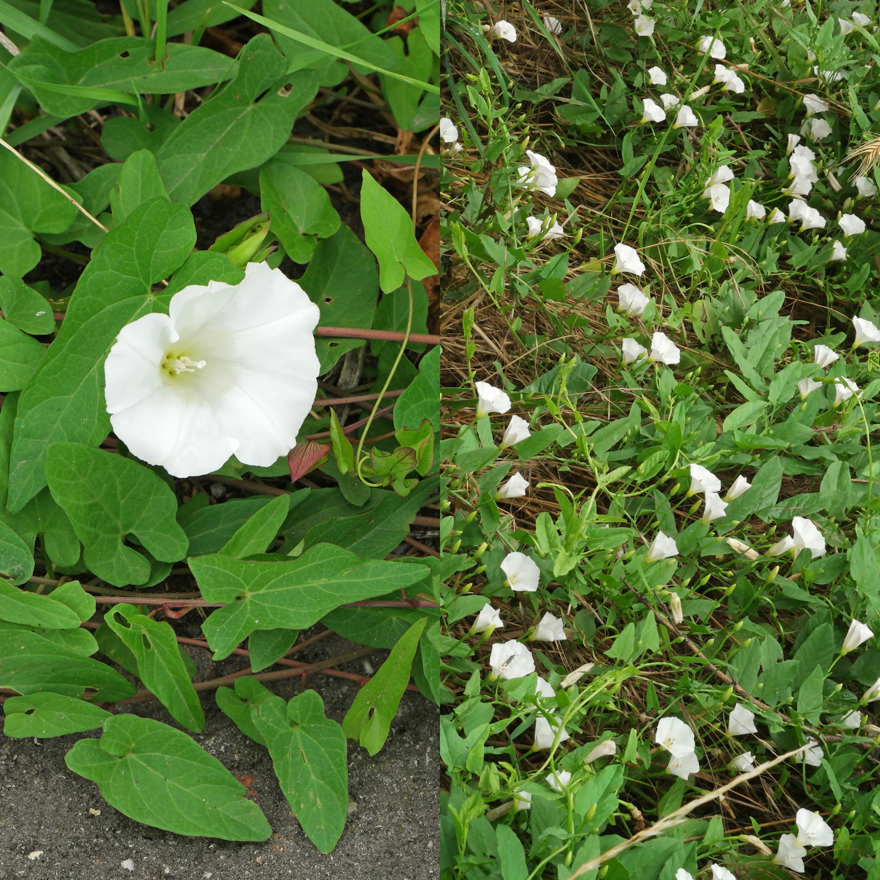 Calystegia sepium och Convolvulus arvensis