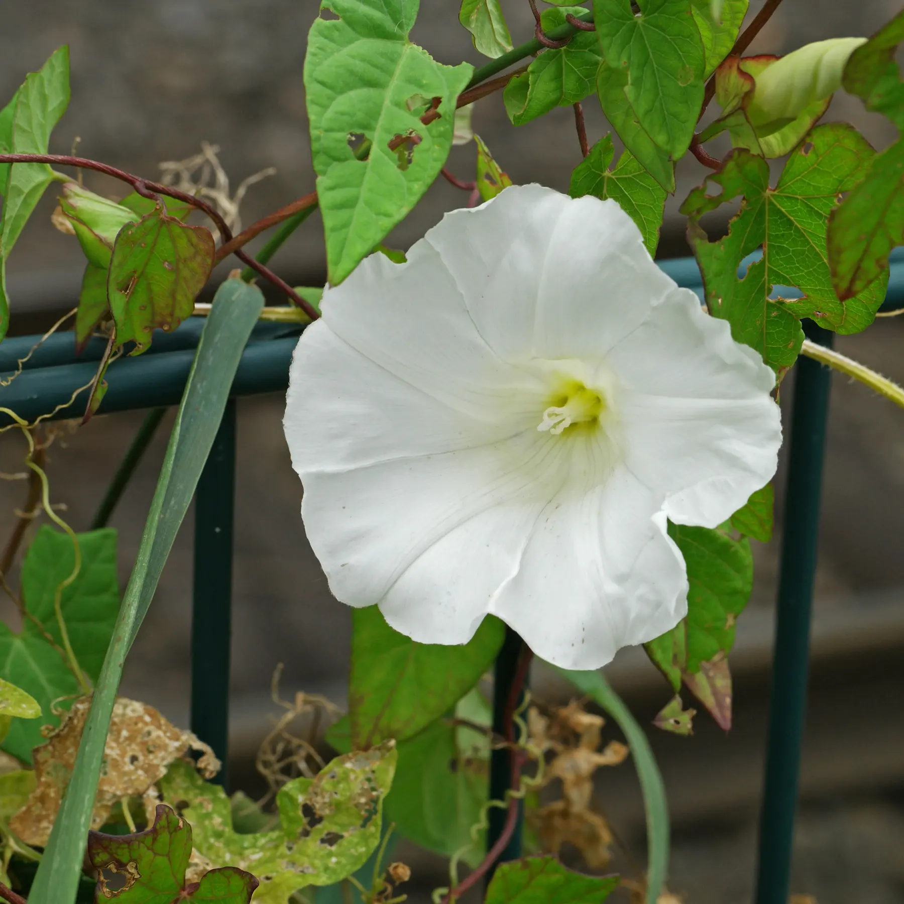 Calystegia sepium pa ett staket