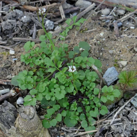 Cardamine hirsuta bergbräsma